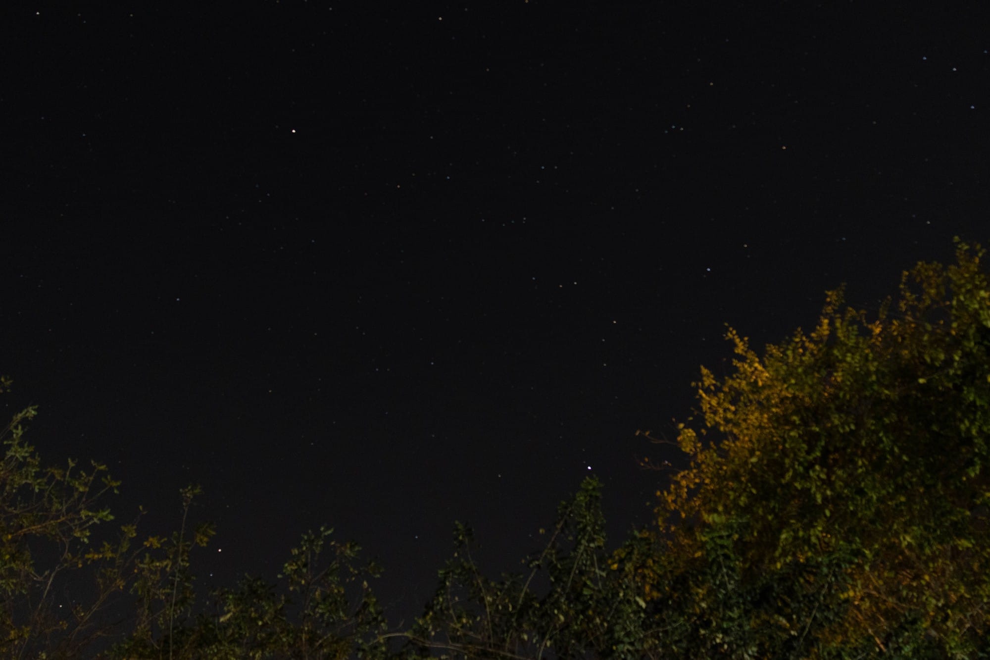 Dark night sky dotted with stars above the tops of trees.