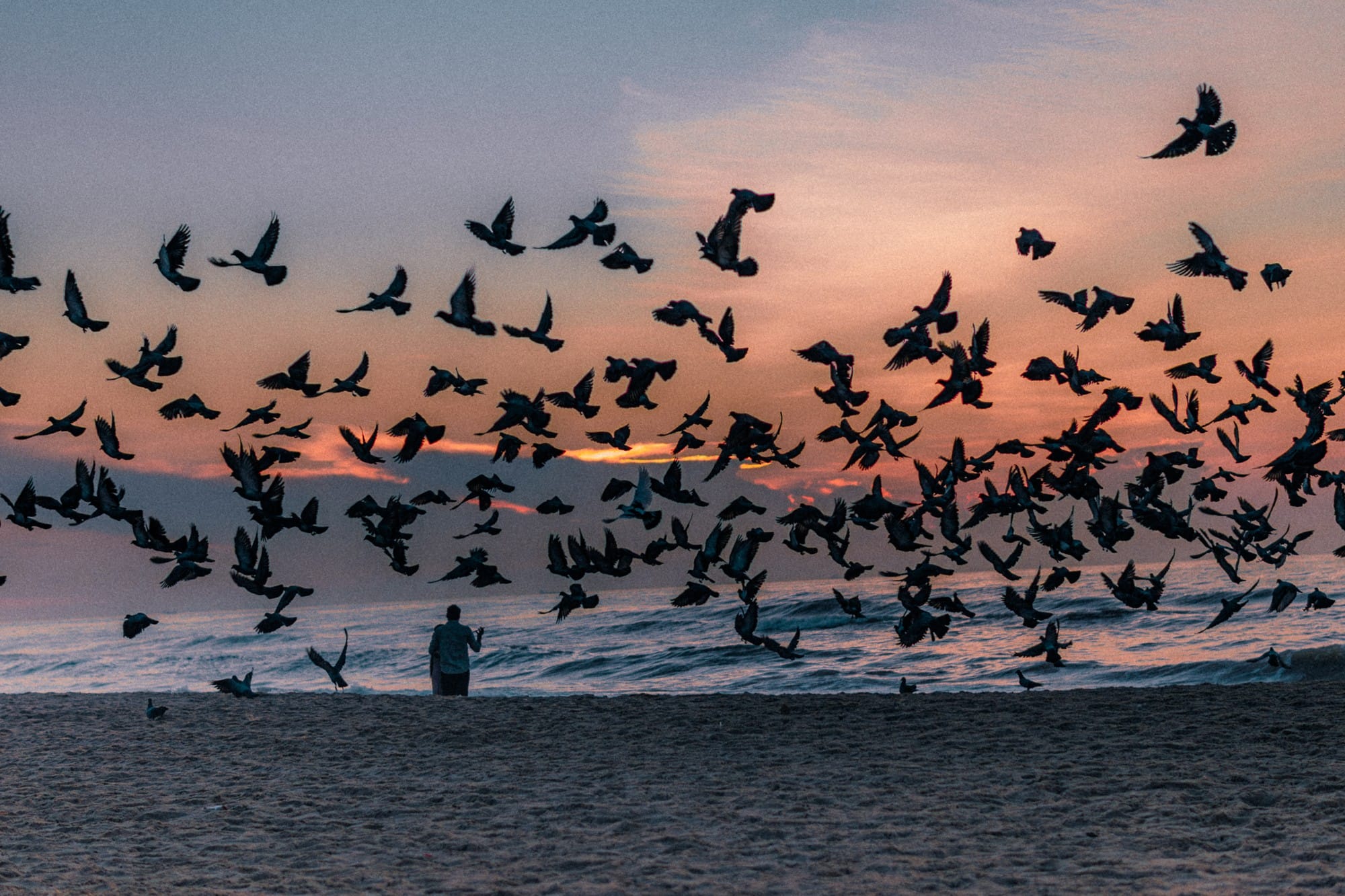 A flock of birds taking flight above a beach against a softly coloured sky.