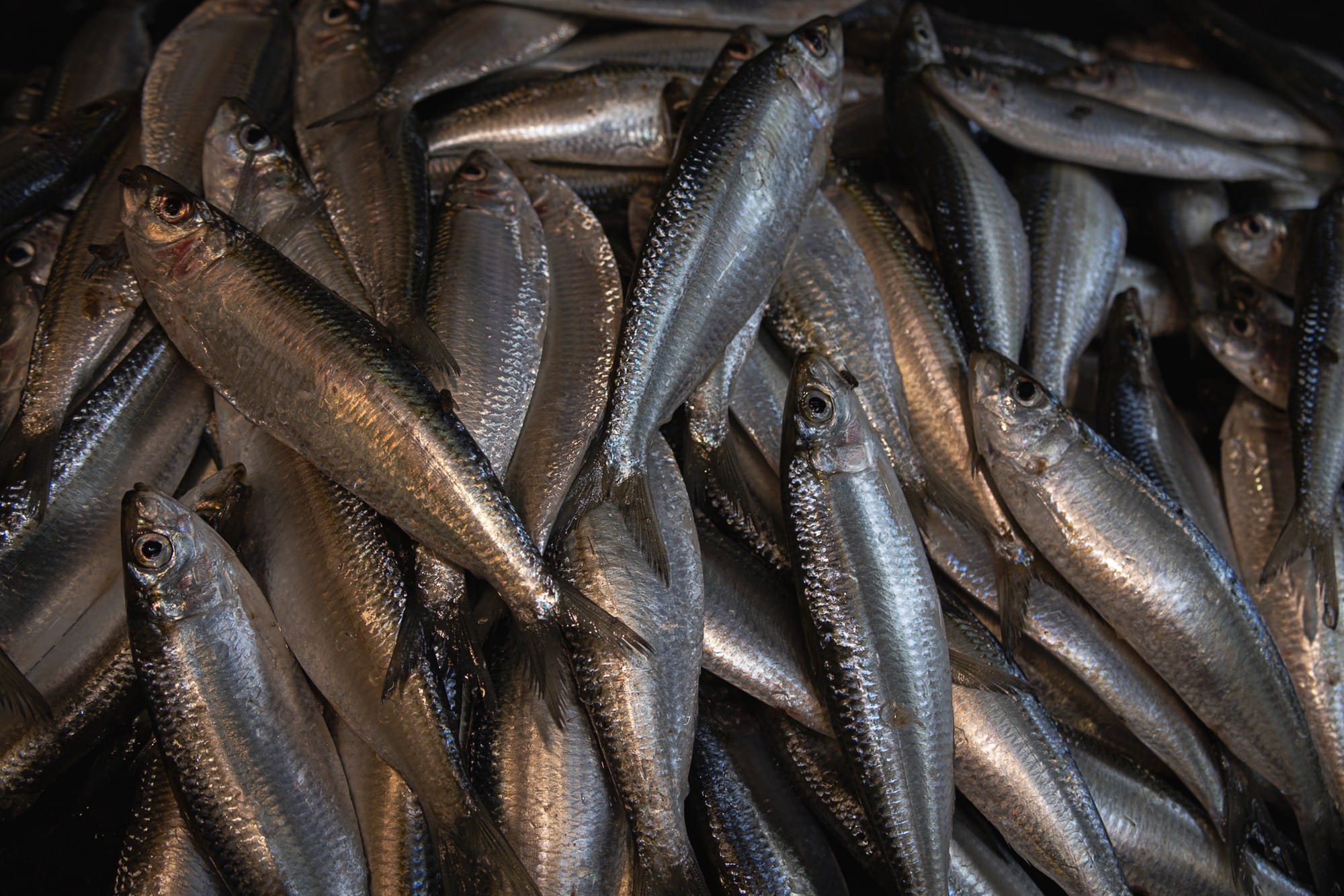 Close-up of silver fish arranged at a market.