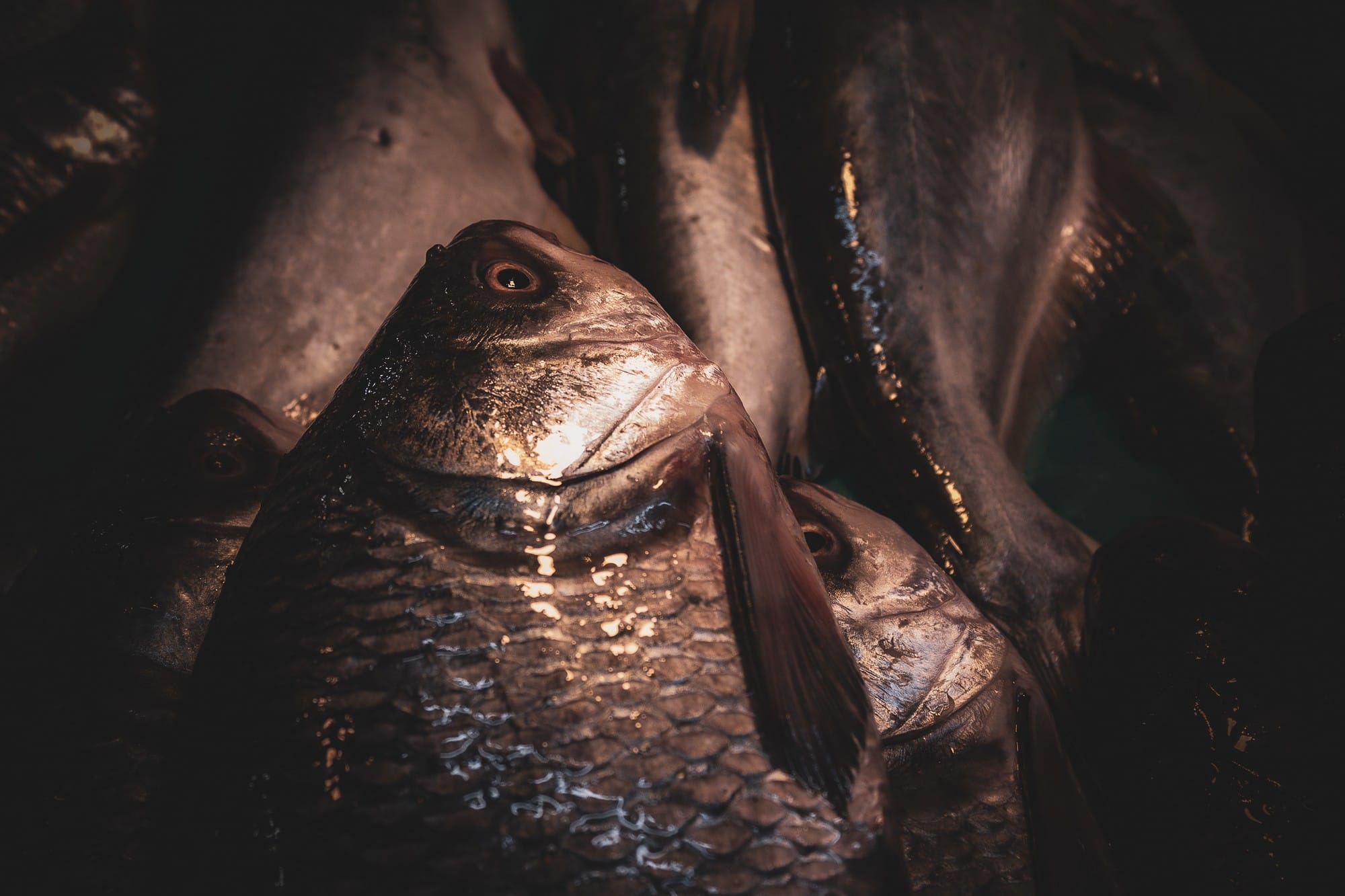 Close-up of fish illuminated by warm directional light against deep shadows.