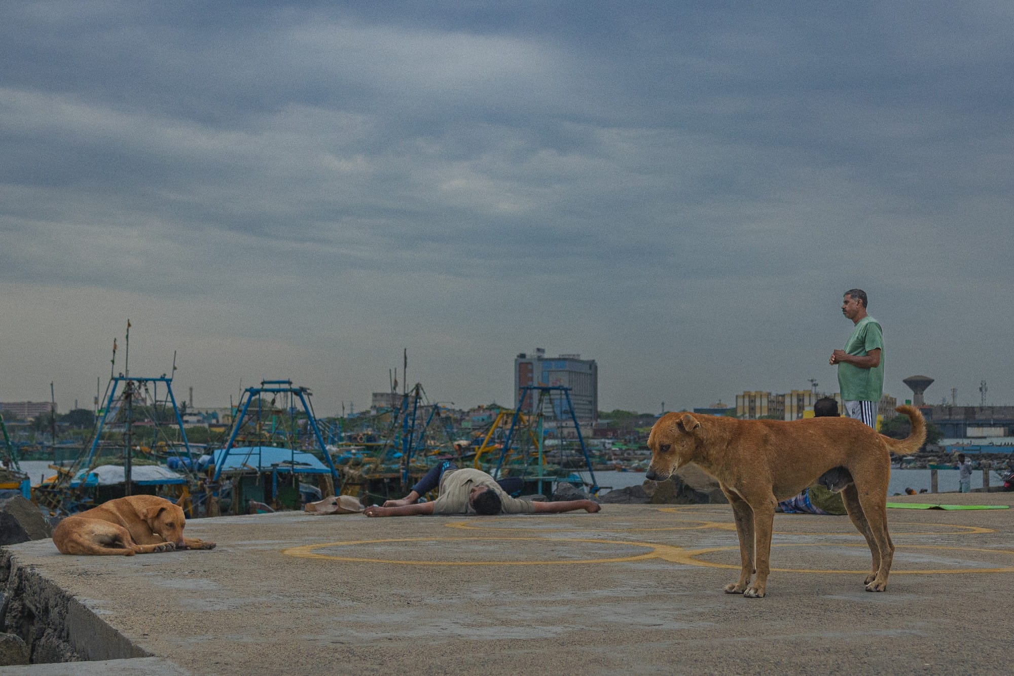 Dogs resting and standing on a quay with a man and fishing boats behind them.