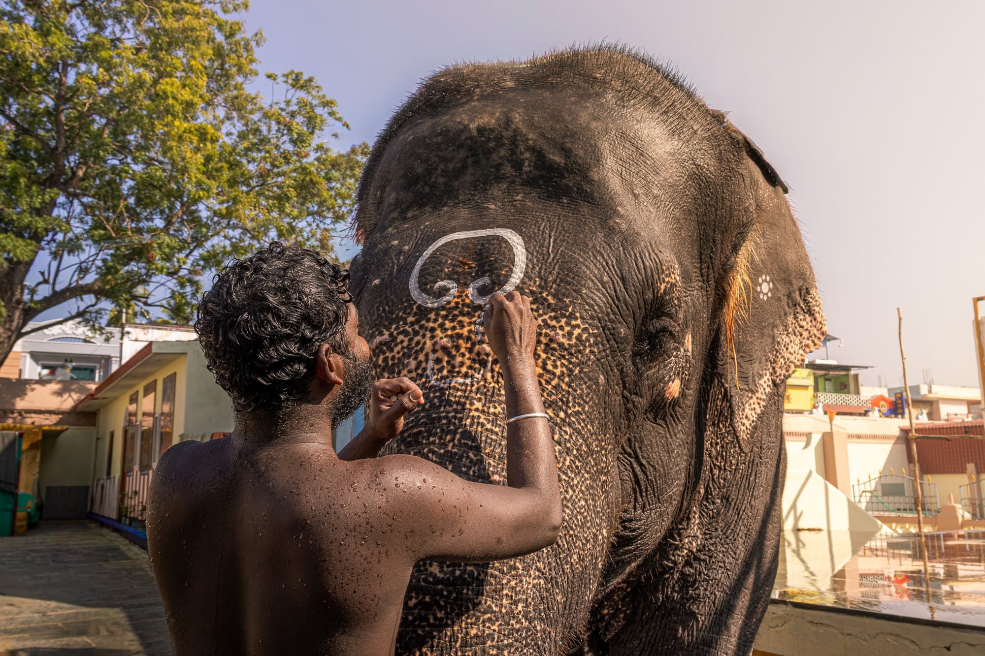 A person painting a decorative marking on an elephant’s forehead.