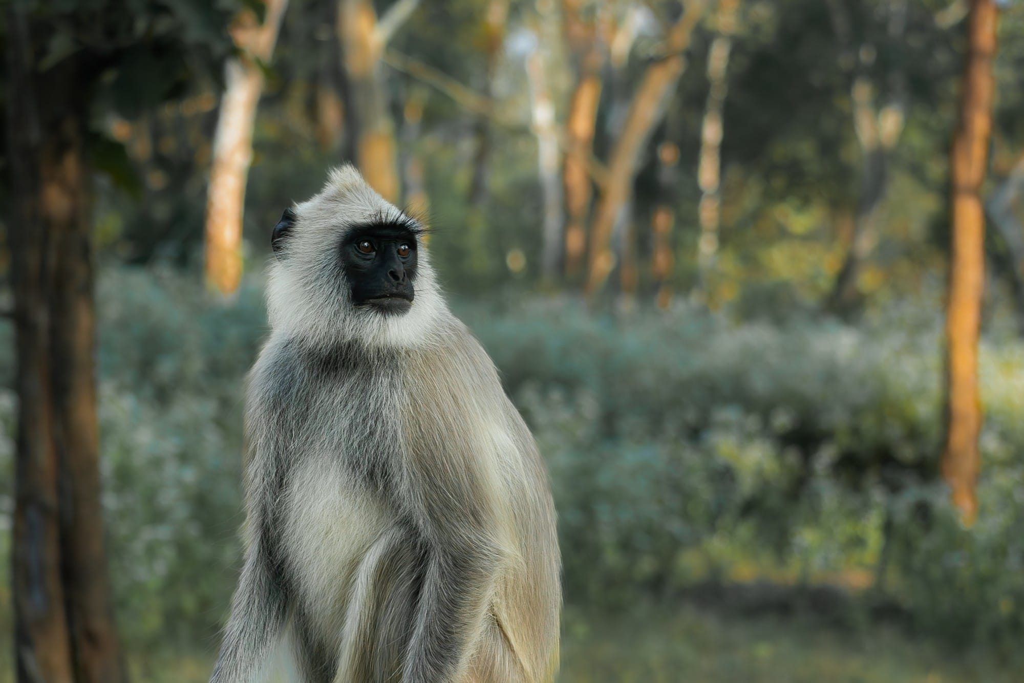 Grey monkey sitting among softly lit trees.