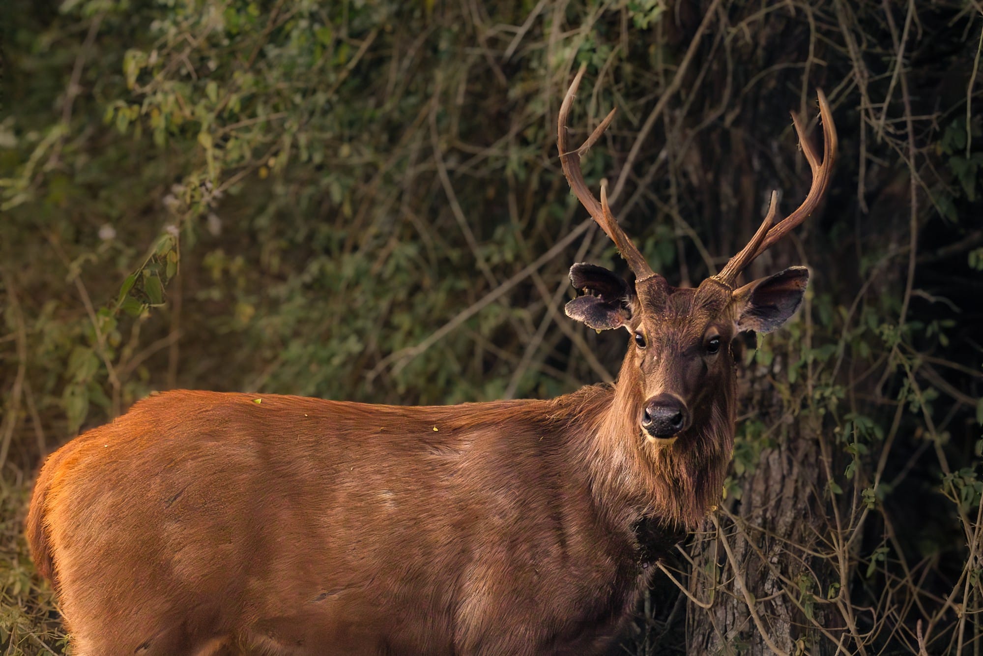 Antlered deer standing in woodland with warm light on its coat.