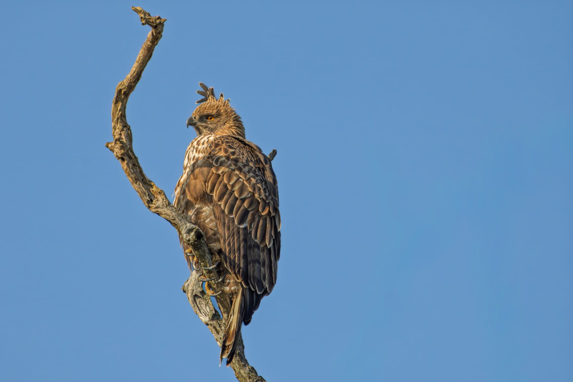 Bird perched high on a bare branch against a clear blue sky.