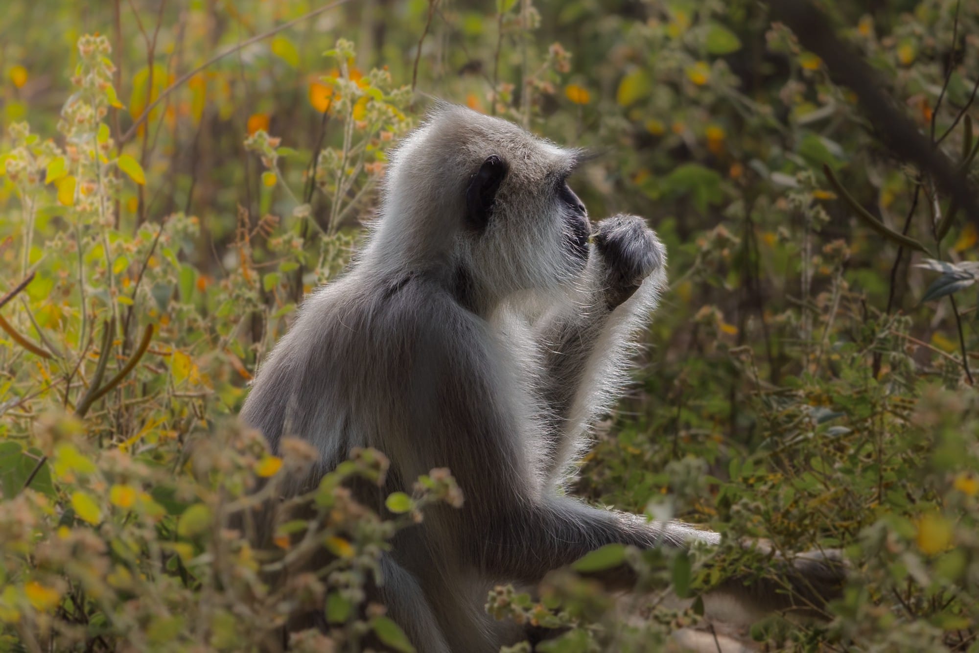 Grey monkey sitting amid leaves and branches.