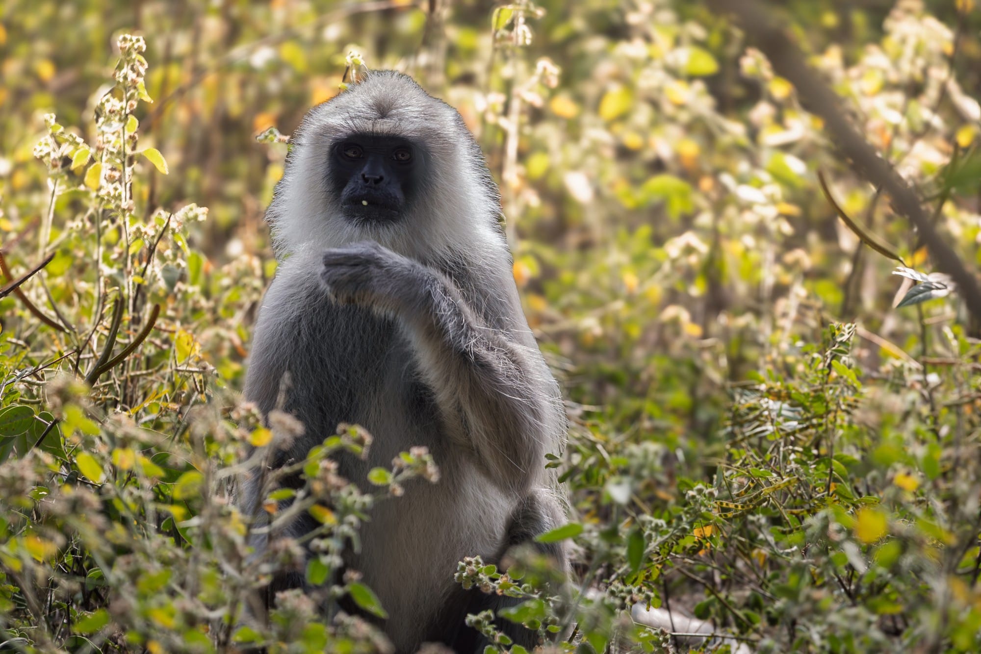 Grey monkey facing the camera from a sunlit patch of foliage.