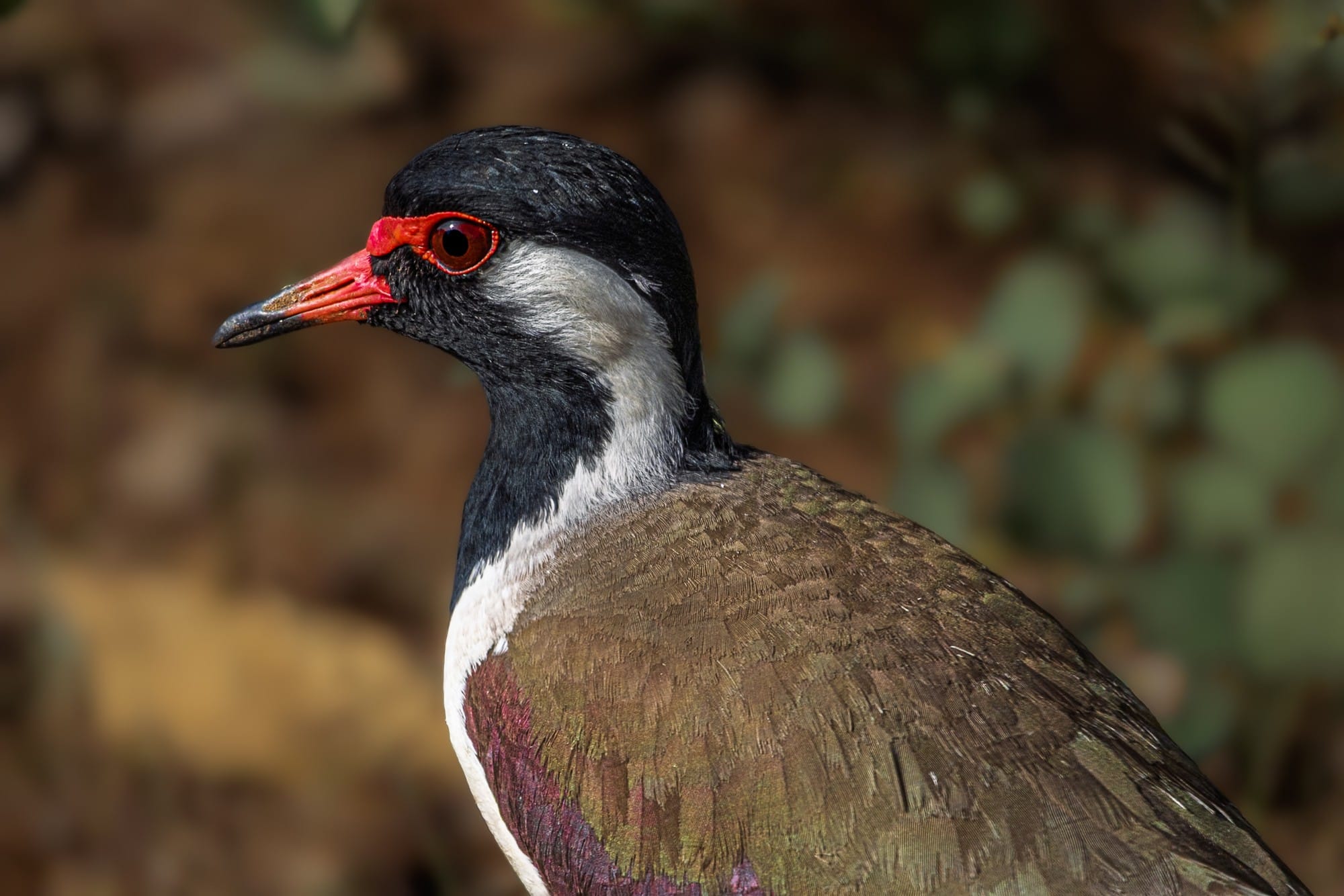 Close-up of a bird with red markings around its eye and bill.