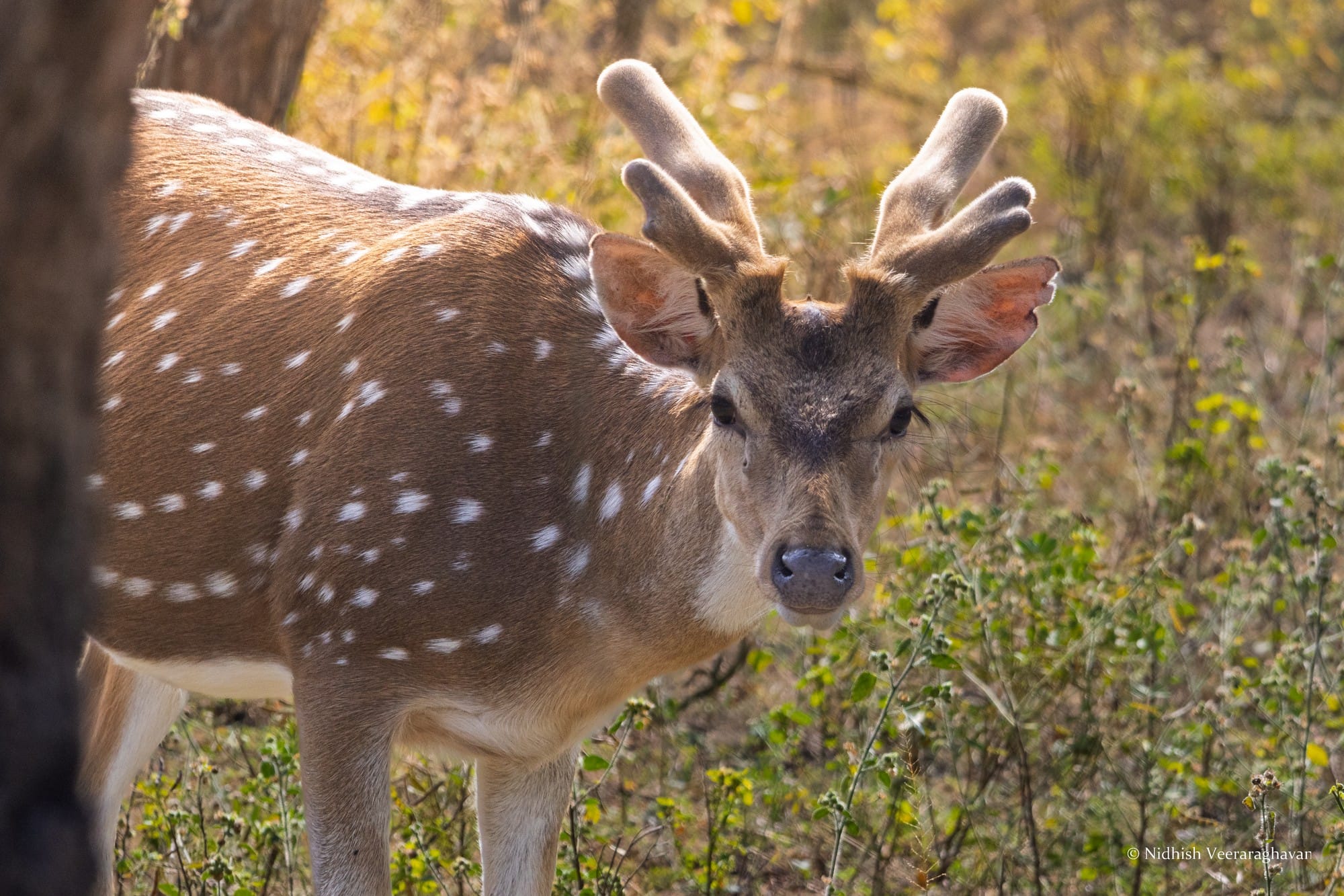 Spotted deer facing the camera amid dry grass and warm woodland light.