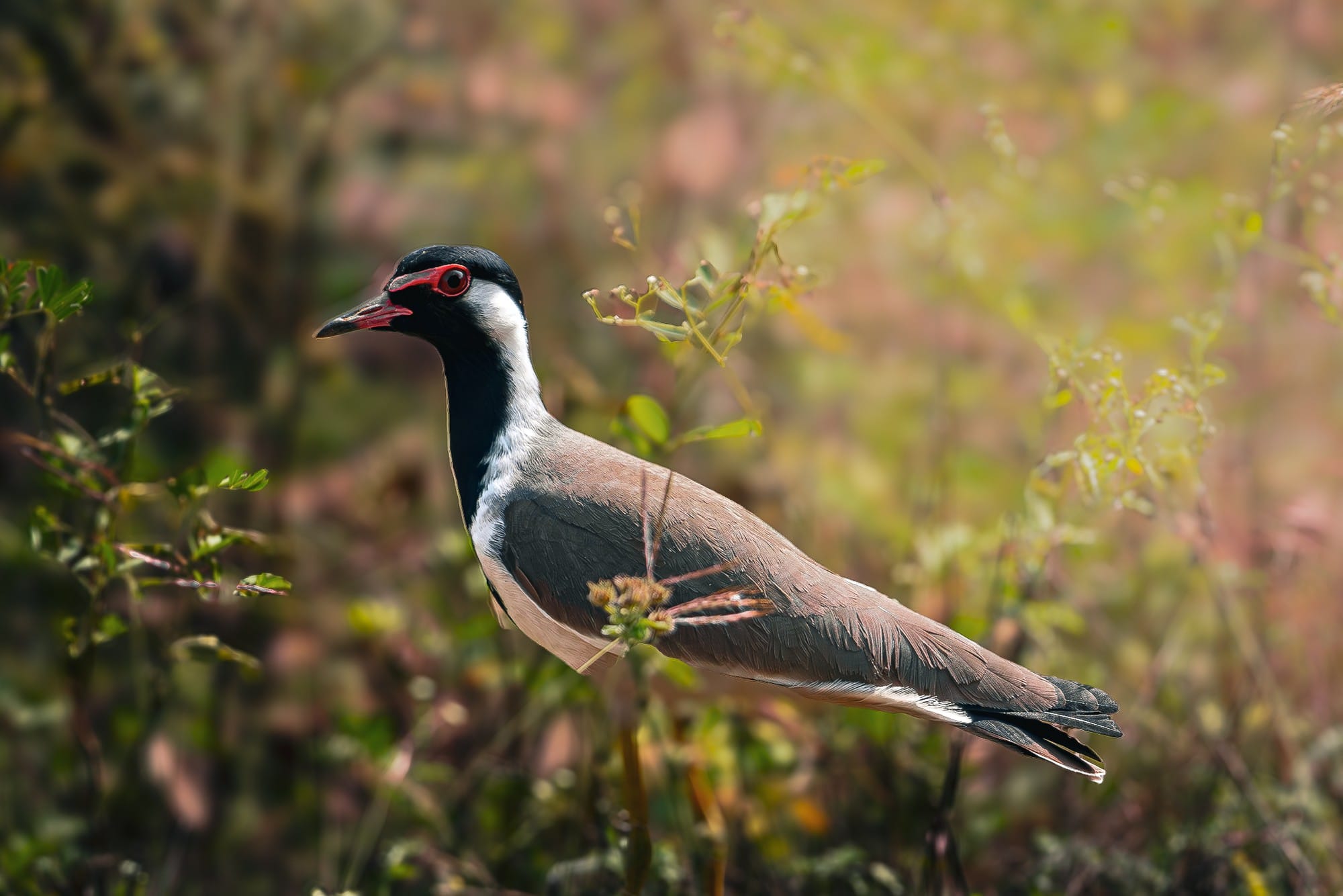 Bird standing in a patch of grass and dry leaves.
