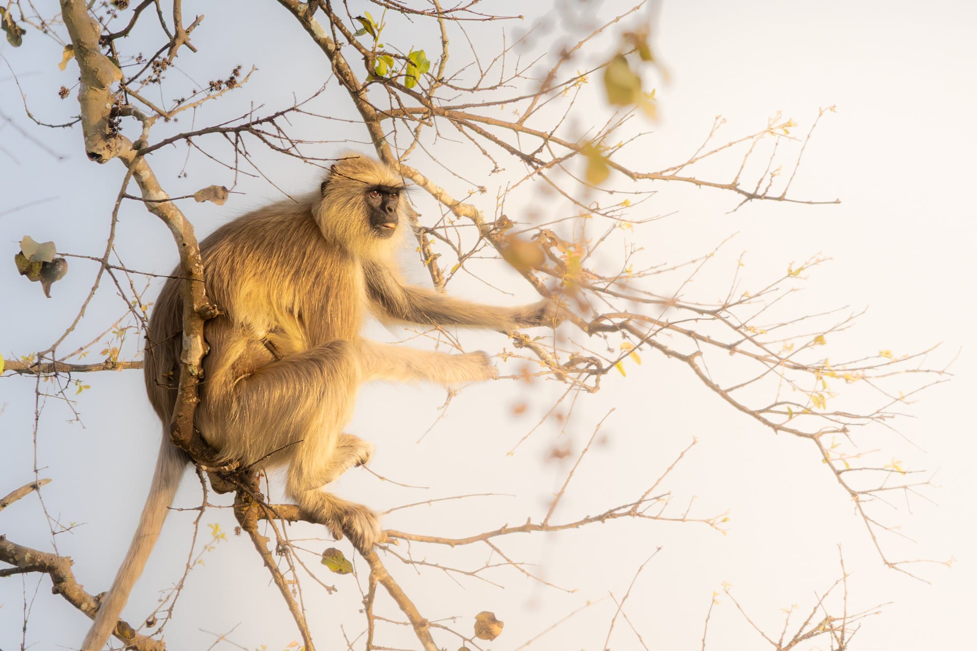 Monkey perched in a tree against a pale sky.