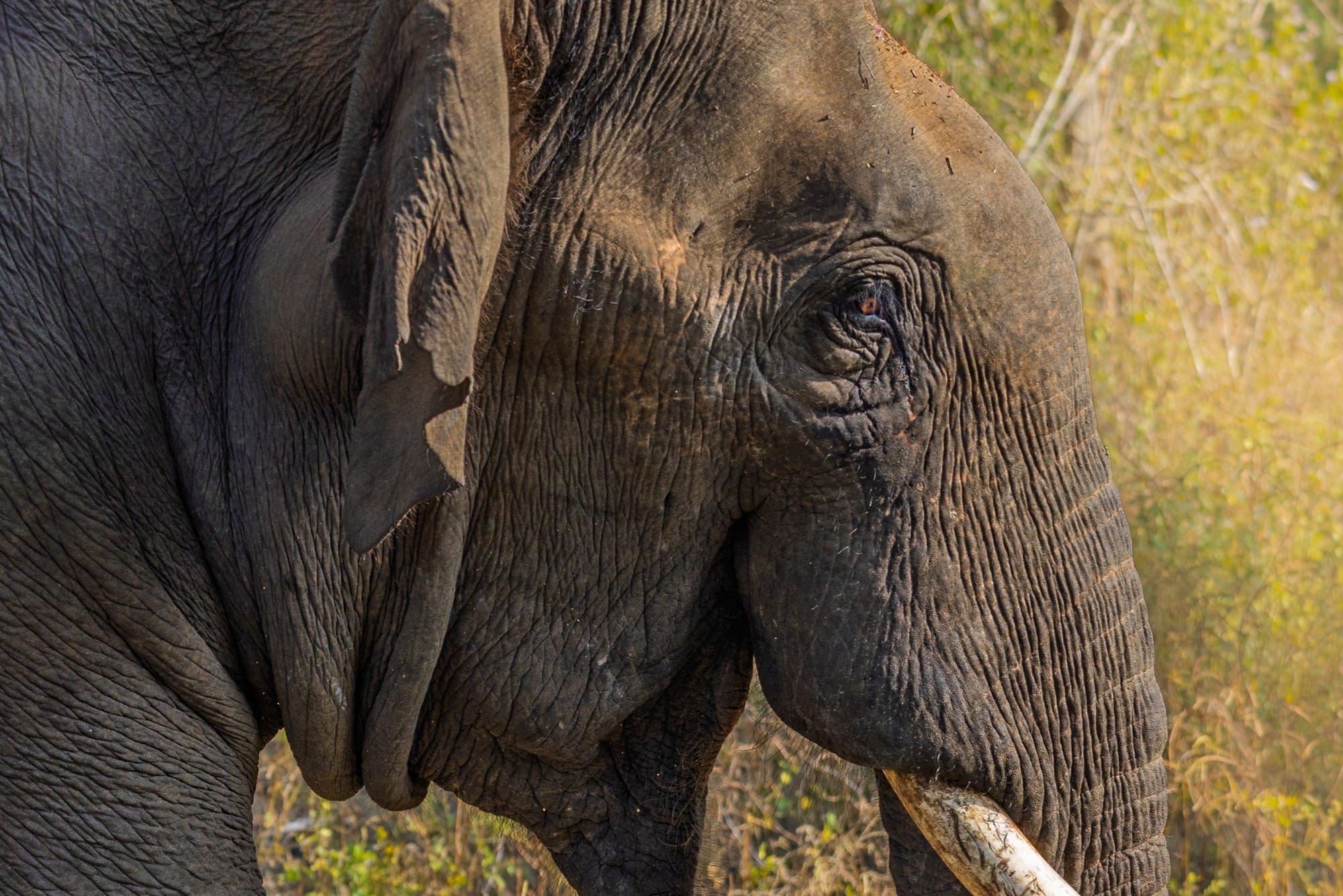 Close-up of an elephant showing the texture of its skin and its eye.