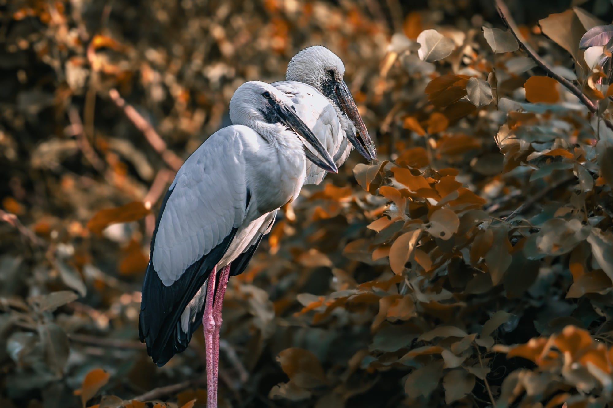 Large pale bird resting among branches and warm-coloured leaves.