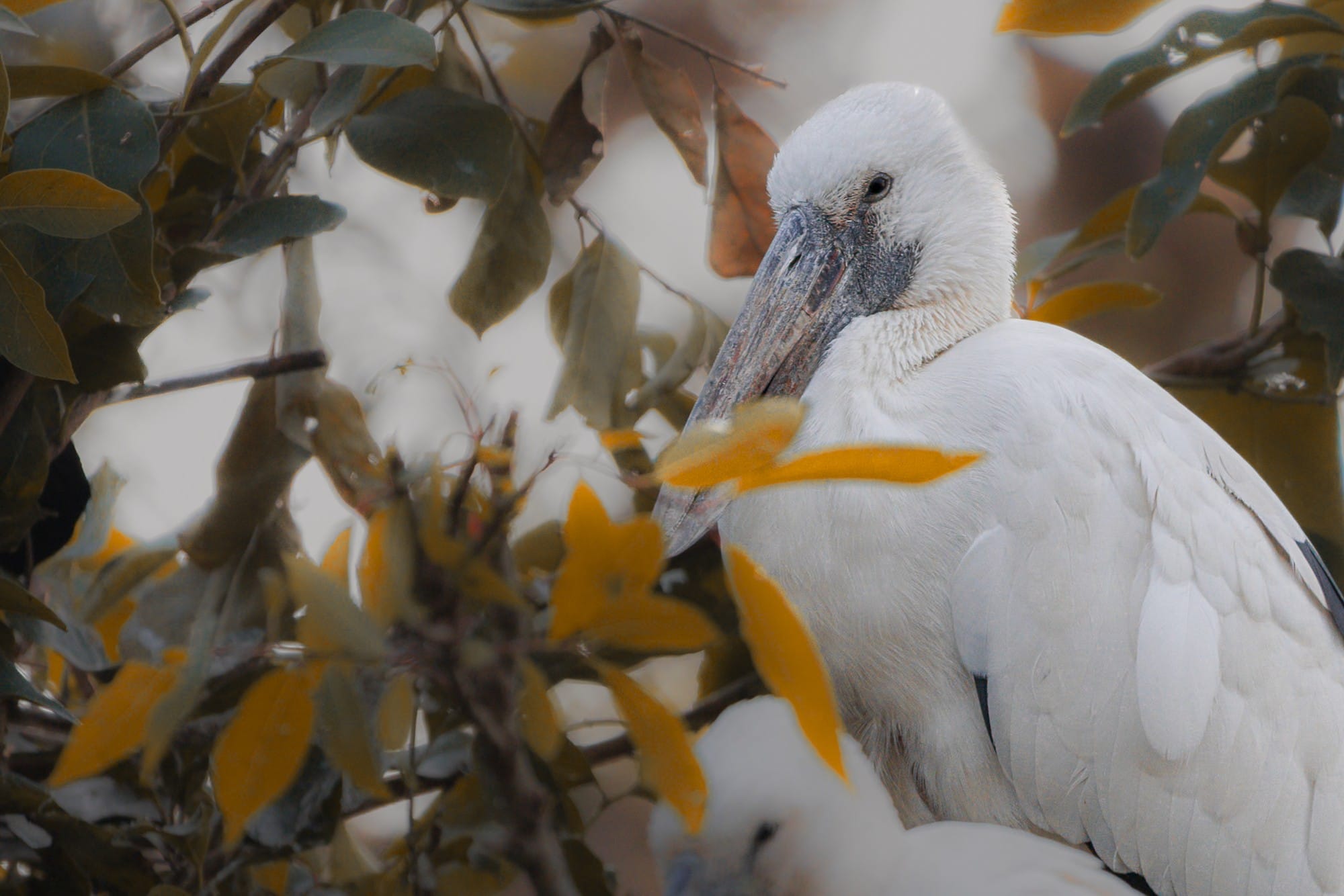Close-up of a pale bird partly framed by leaves.