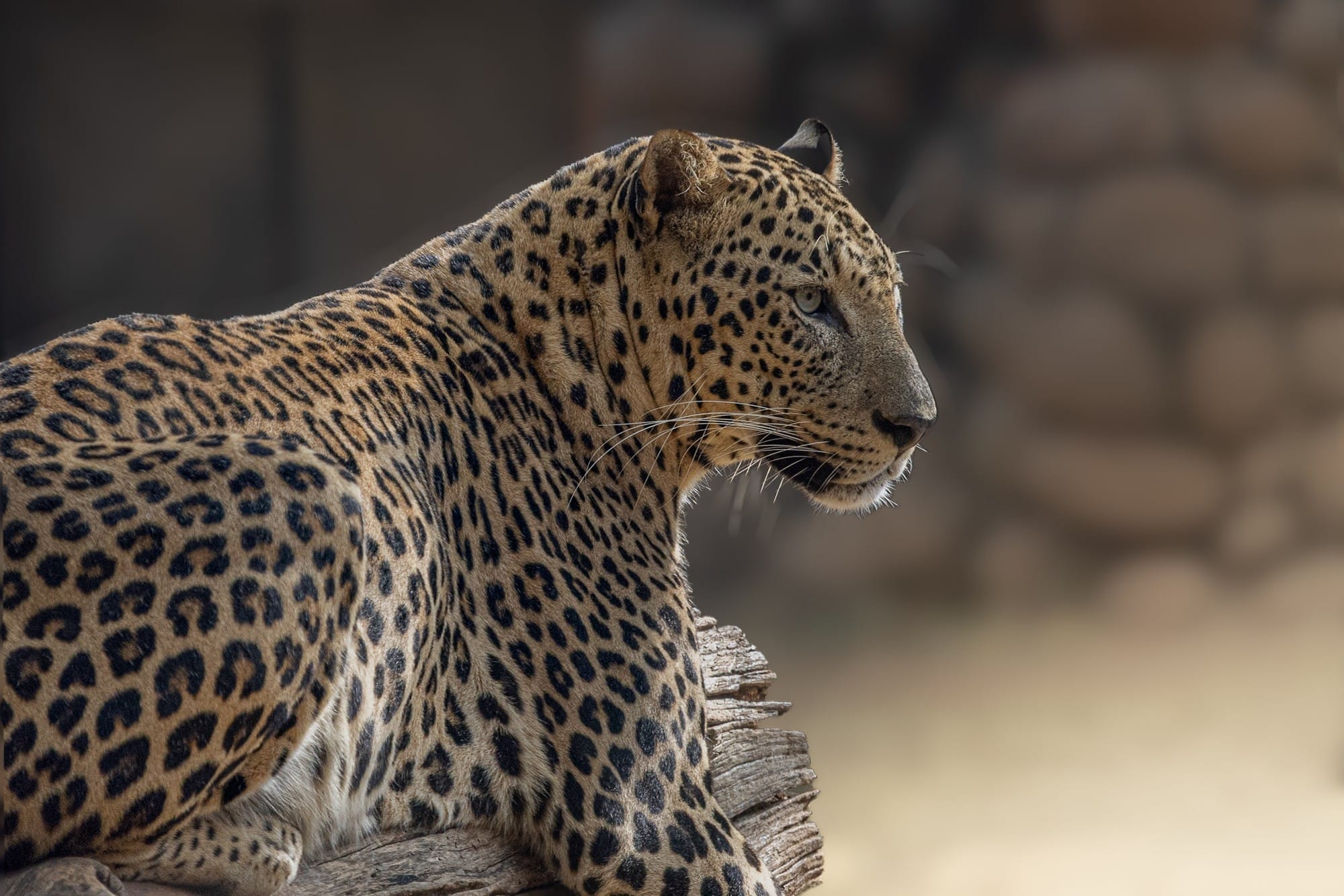 Leopard in profile against a softly blurred background.