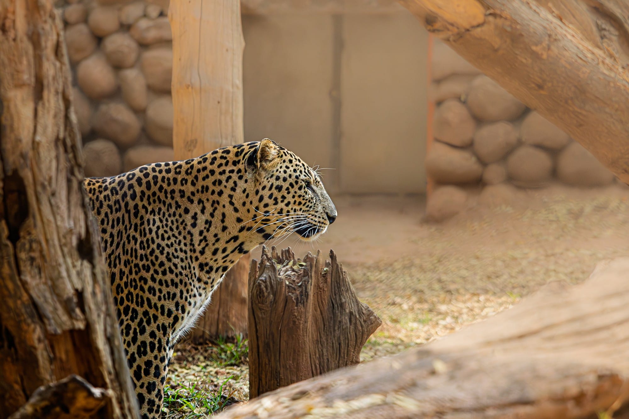 Leopard resting beside a tree trunk with a stone wall behind it.