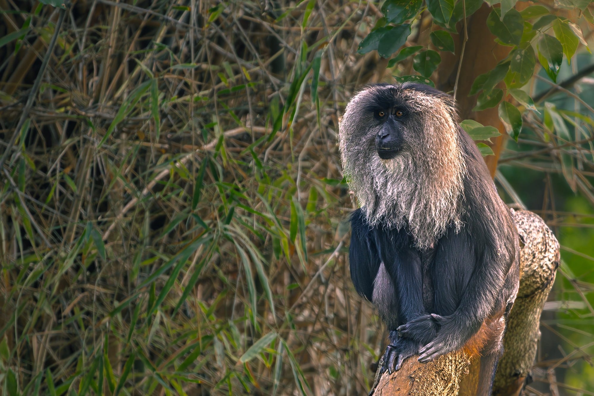 Dark-furred monkey with a pale mane sitting amid greenery.